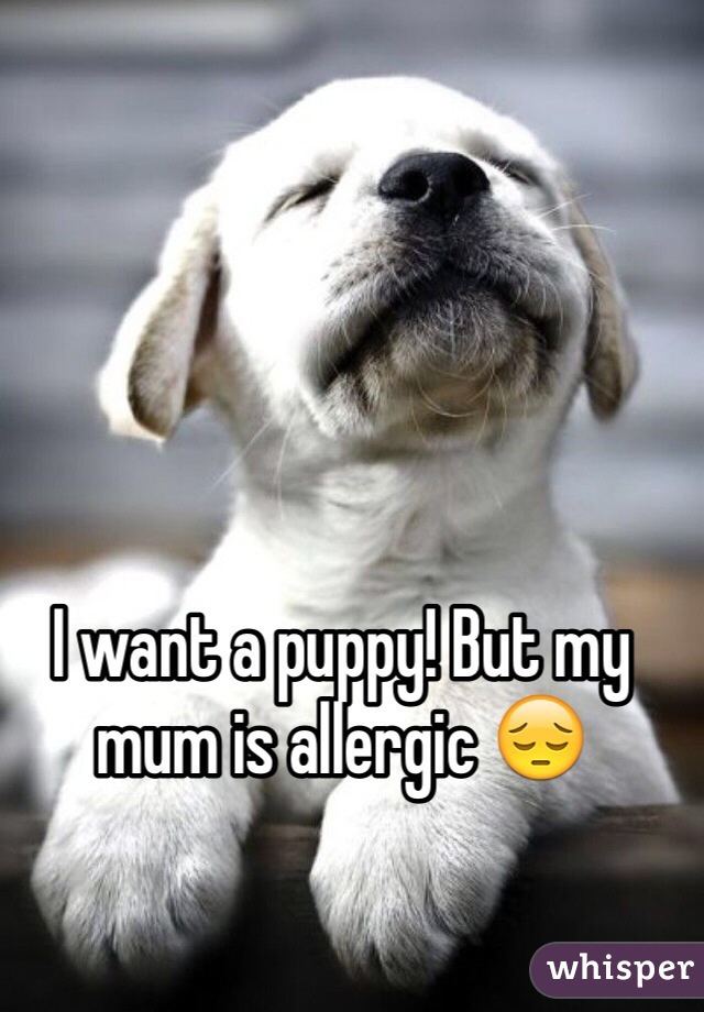 I want a puppy! But my mum is allergic 😔