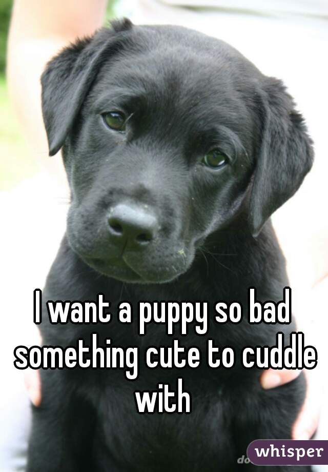 I want a puppy so bad something cute to cuddle with 