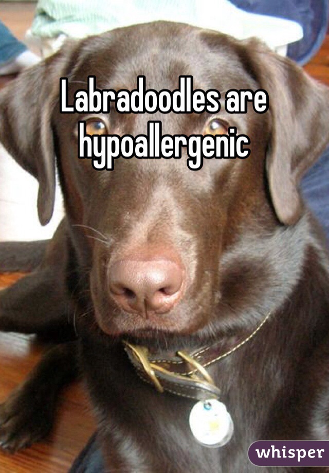 Labradoodles are hypoallergenic 
