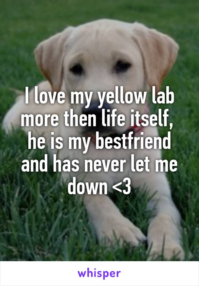 I love my yellow lab more then life itself,  he is my bestfriend and has never let me down <3
