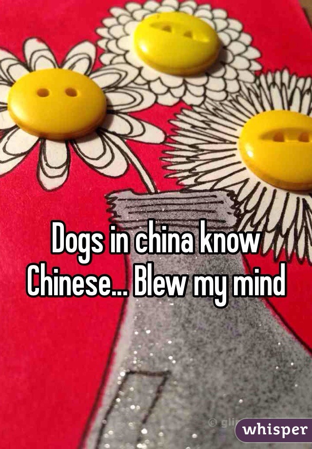 Dogs in china know Chinese... Blew my mind 