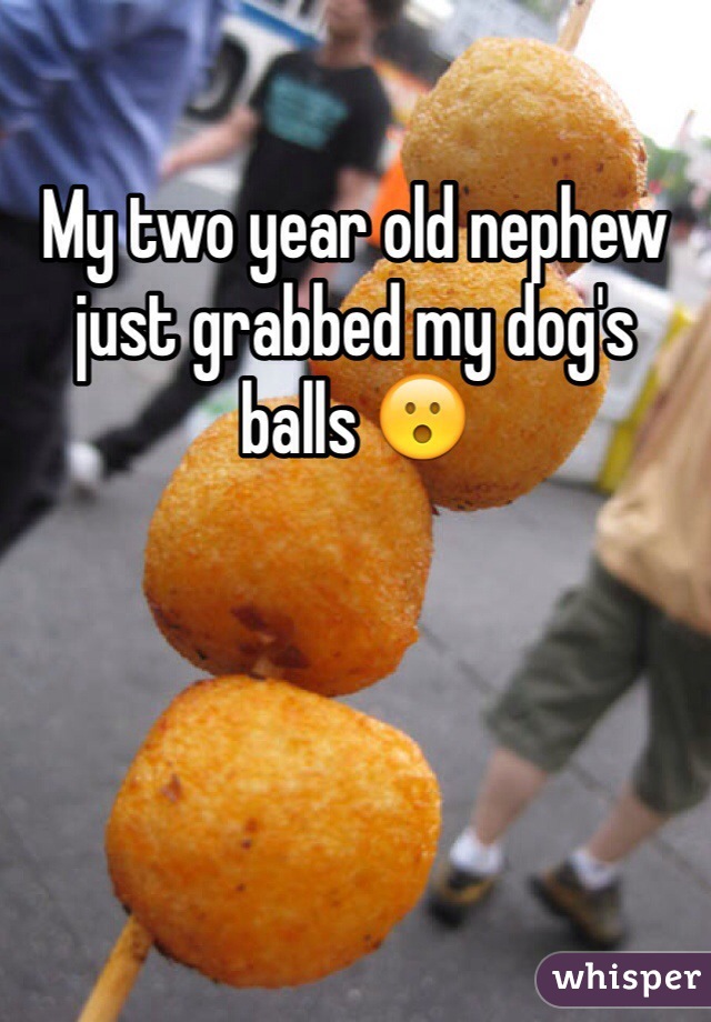 My two year old nephew just grabbed my dog's balls 😮
