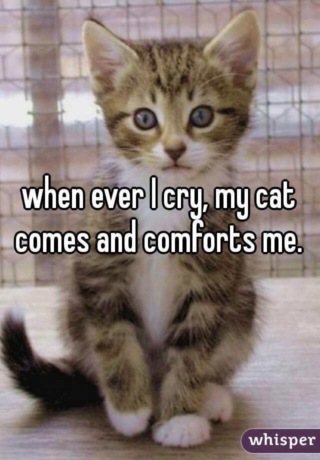 when ever I cry, my cat comes and comforts me. 
