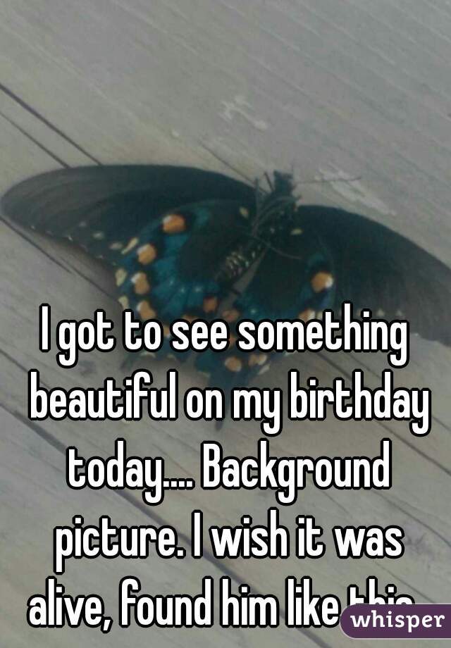 I got to see something beautiful on my birthday today.... Background picture. I wish it was alive, found him like this. 