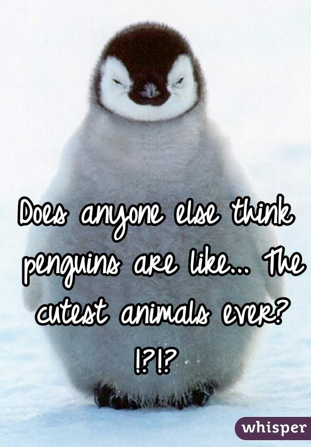 Does anyone else think penguins are like... The cutest animals ever? !?!? 