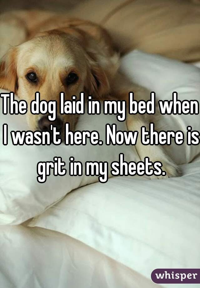 The dog laid in my bed when I wasn't here. Now there is grit in my sheets.