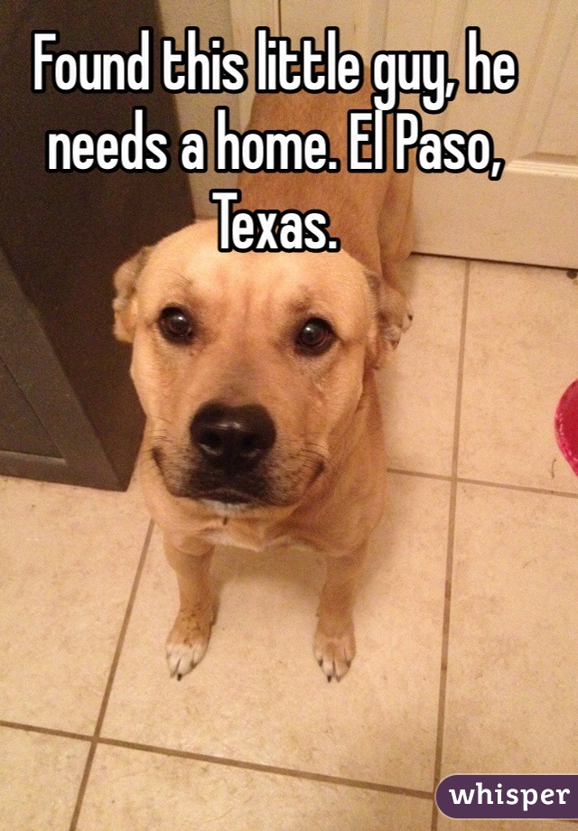 Found this little guy, he needs a home. El Paso, Texas.
