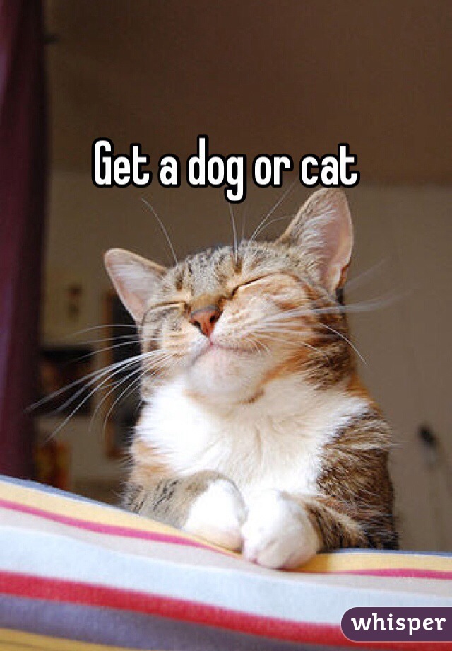 Get a dog or cat