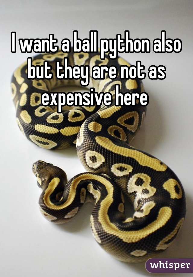 I want a ball python also but they are not as expensive here 