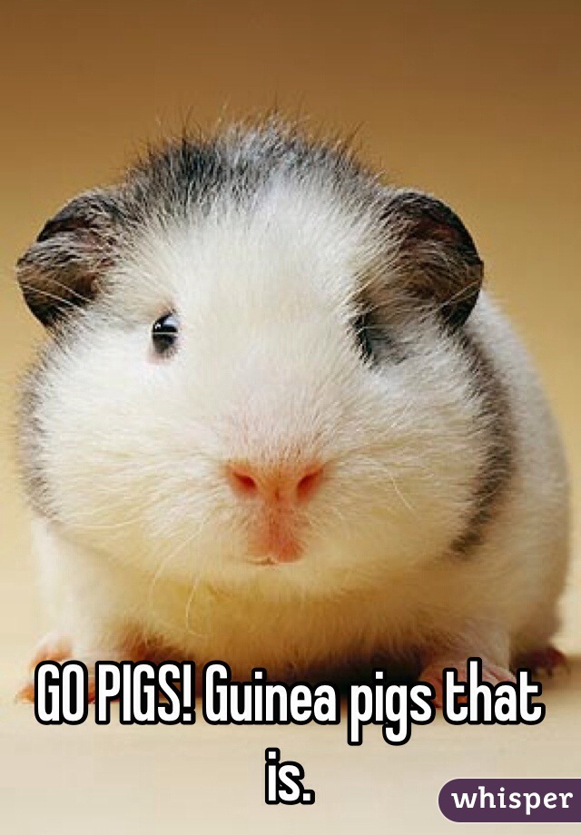 GO PIGS! Guinea pigs that is.