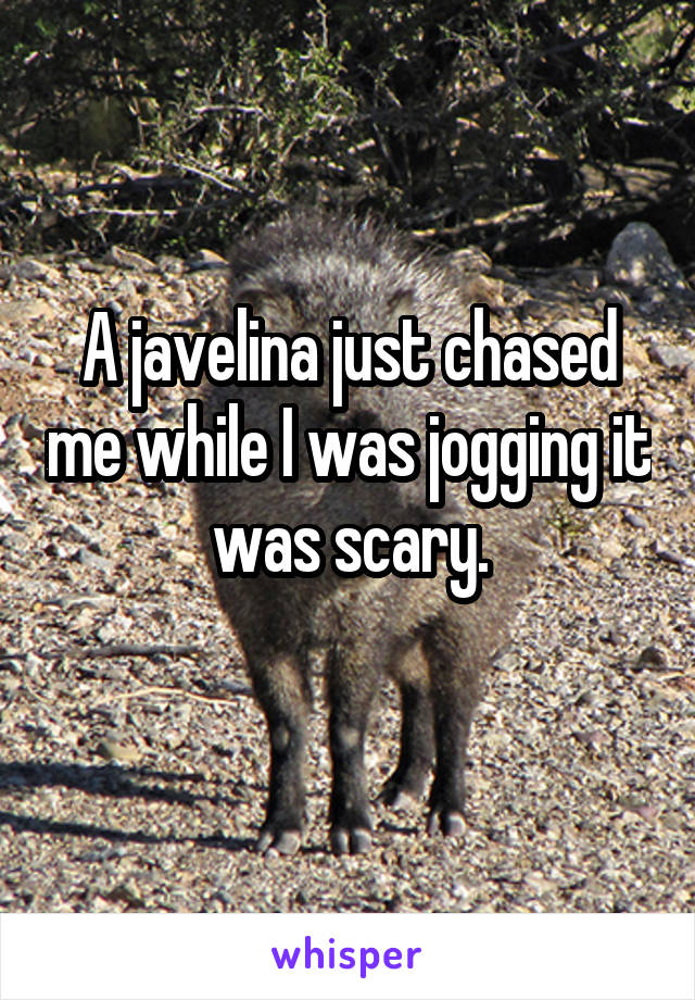 A javelina just chased me while I was jogging it was scary.
