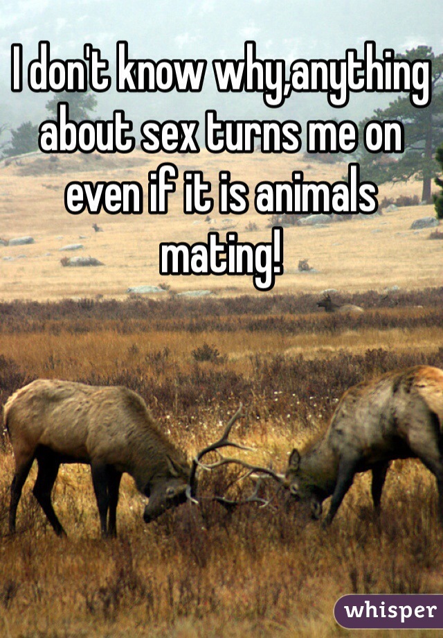 I don't know why,anything about sex turns me on even if it is animals mating!