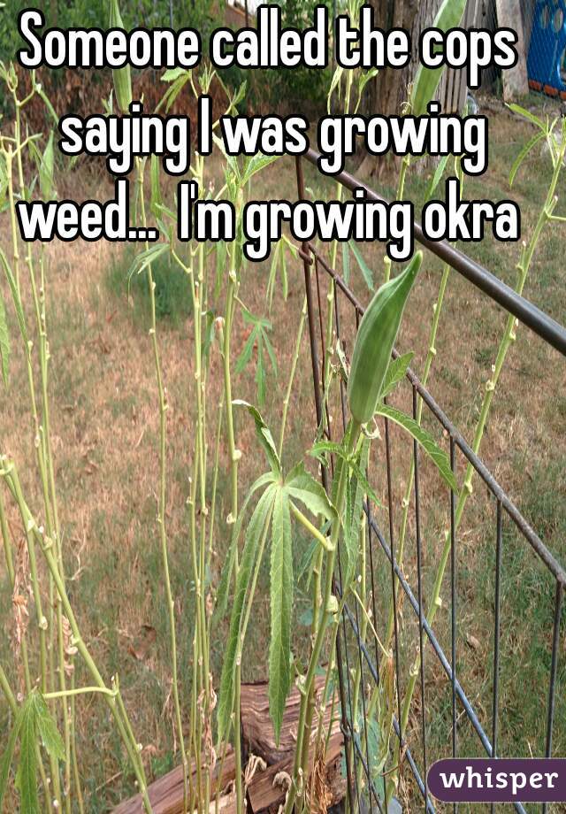 Someone called the cops saying I was growing weed...  I'm growing okra 