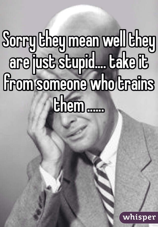 Sorry they mean well they are just stupid.... take it from someone who trains them ......
