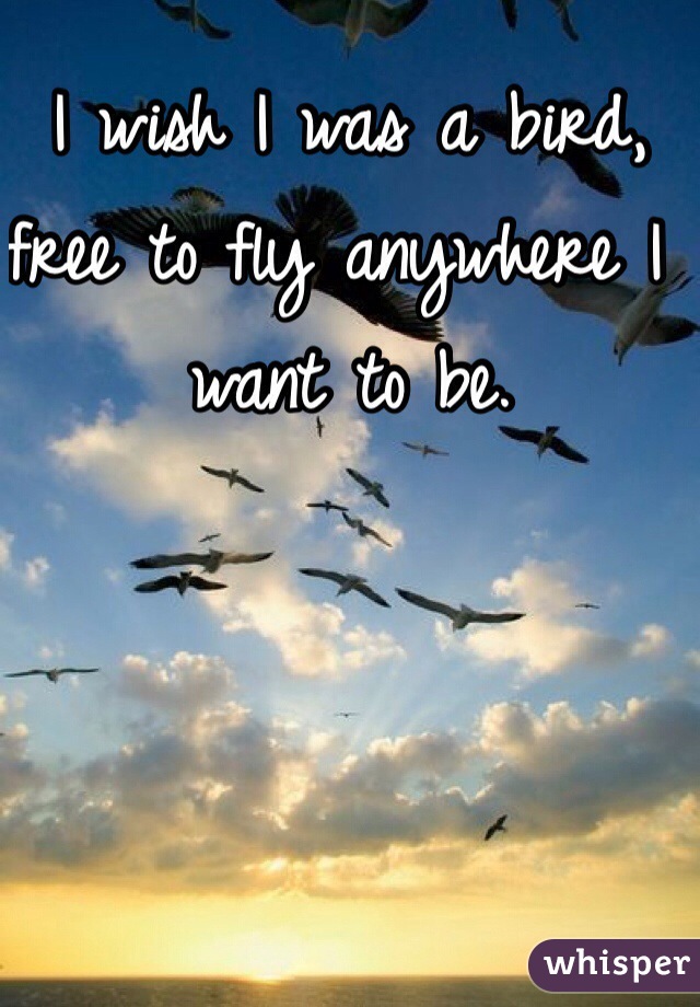 I wish I was a bird, free to fly anywhere I want to be.