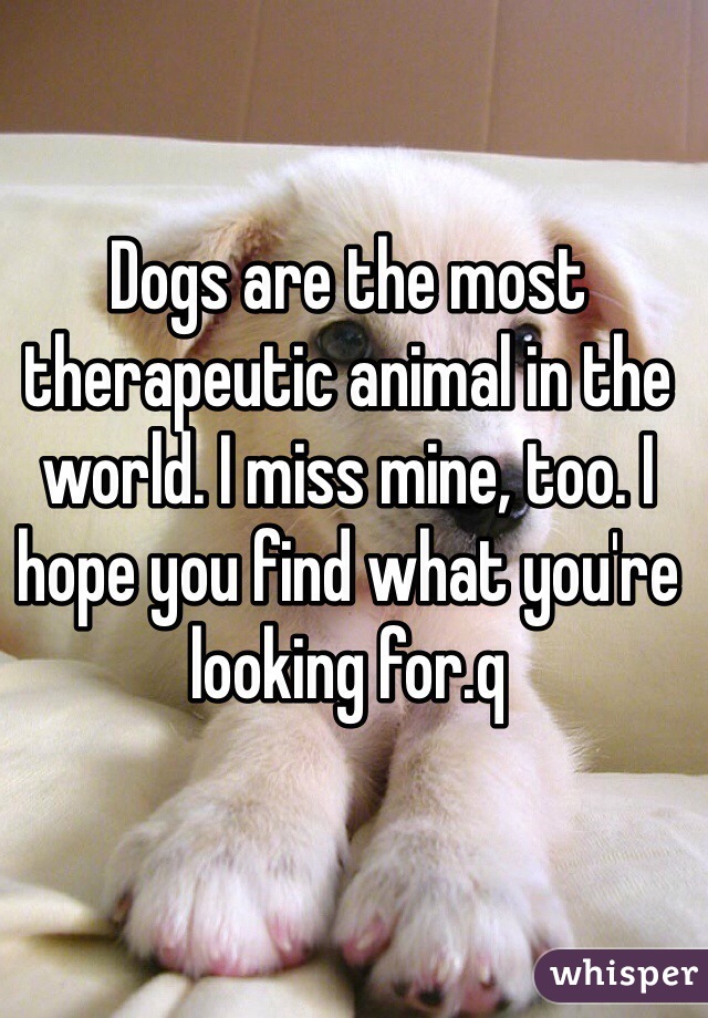 Dogs are the most therapeutic animal in the world. I miss mine, too. I hope you find what you're looking for.q