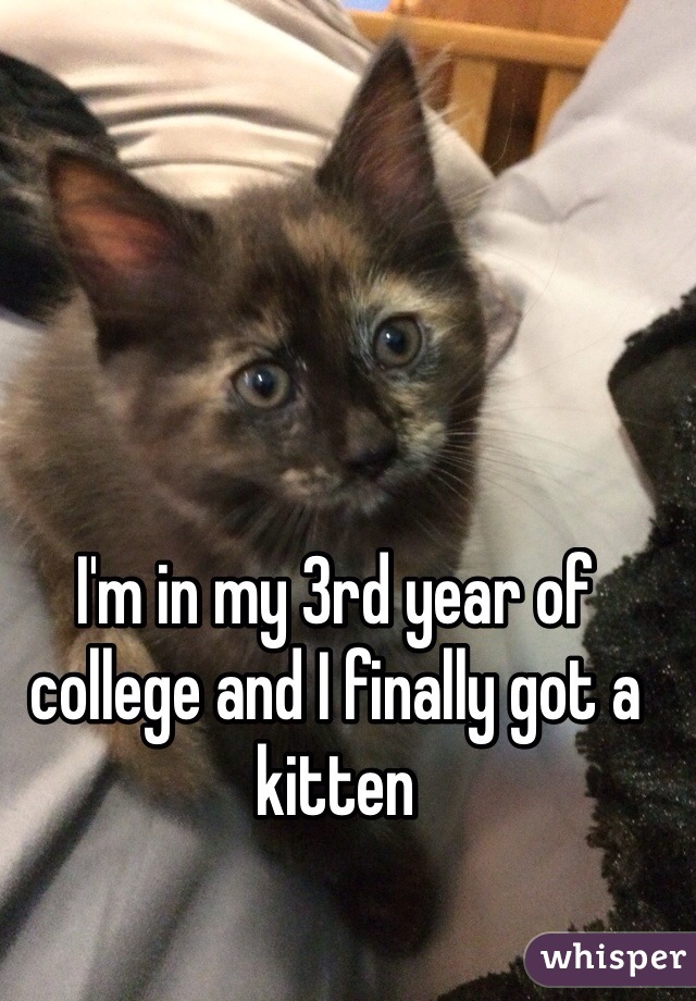 I'm in my 3rd year of college and I finally got a kitten
