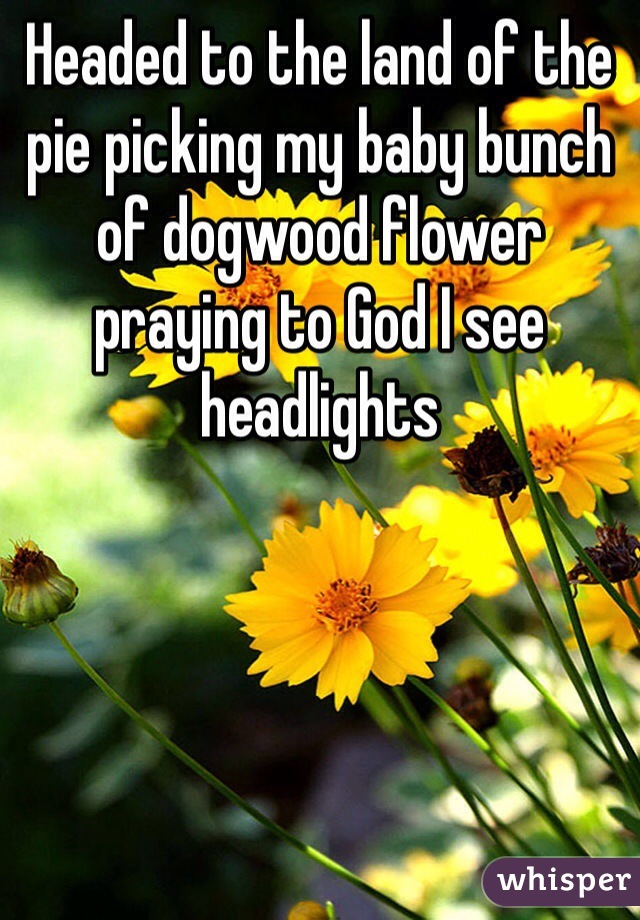 Headed to the land of the pie picking my baby bunch of dogwood flower praying to God I see headlights
