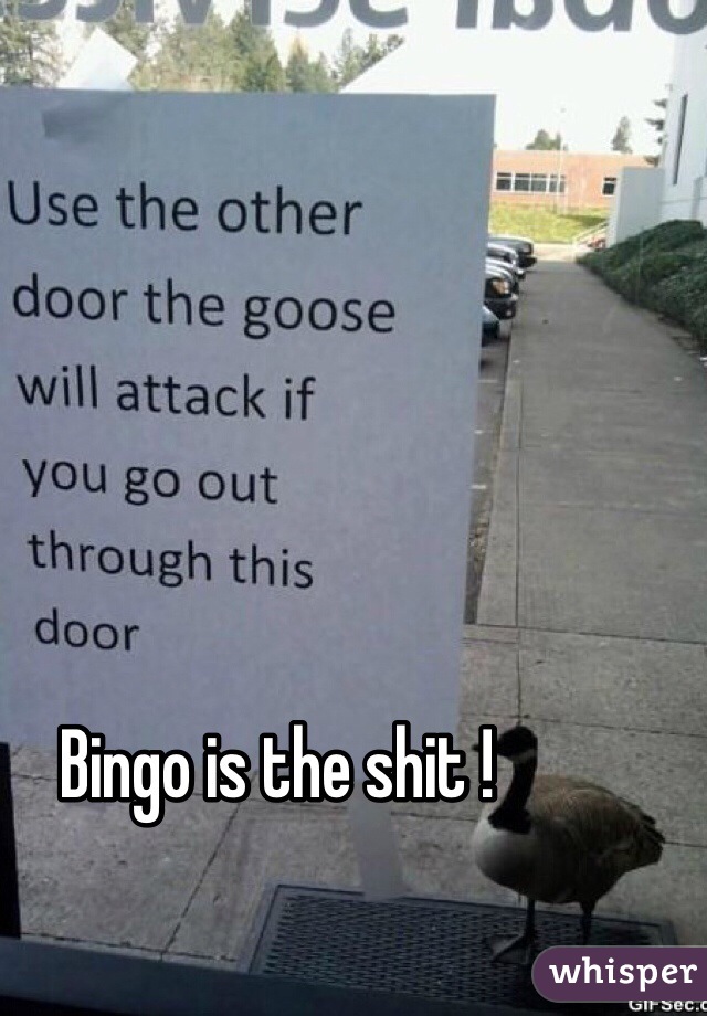 Bingo is the shit ! 