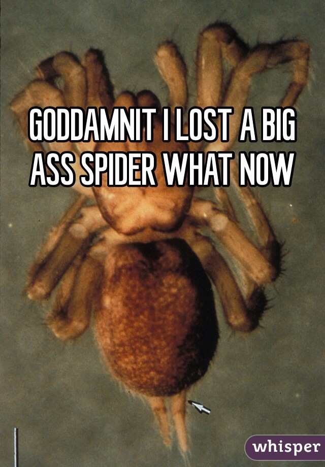GODDAMNIT I LOST A BIG ASS SPIDER WHAT NOW