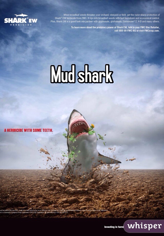 Mud shark 