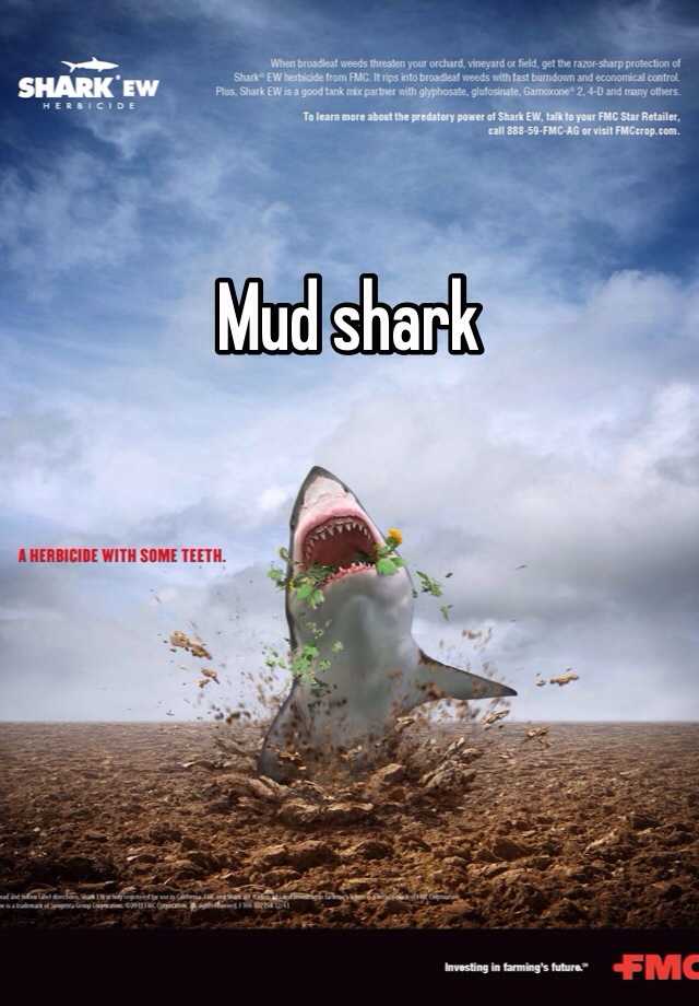 mud-shark