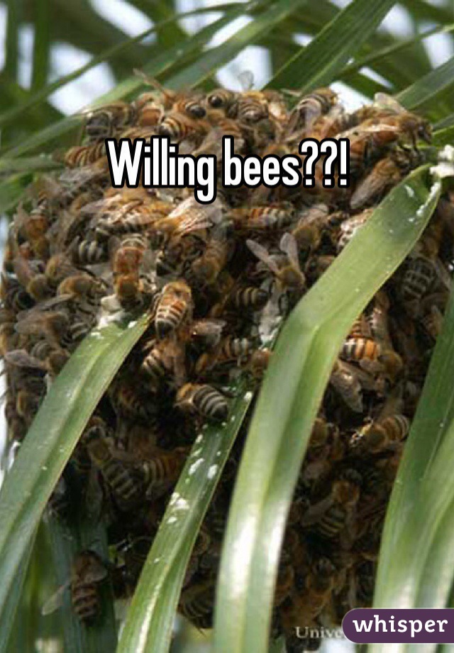 Willing bees??!