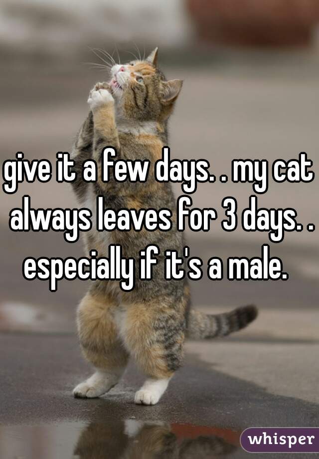 give it a few days. . my cat always leaves for 3 days. . especially if it's a male.  