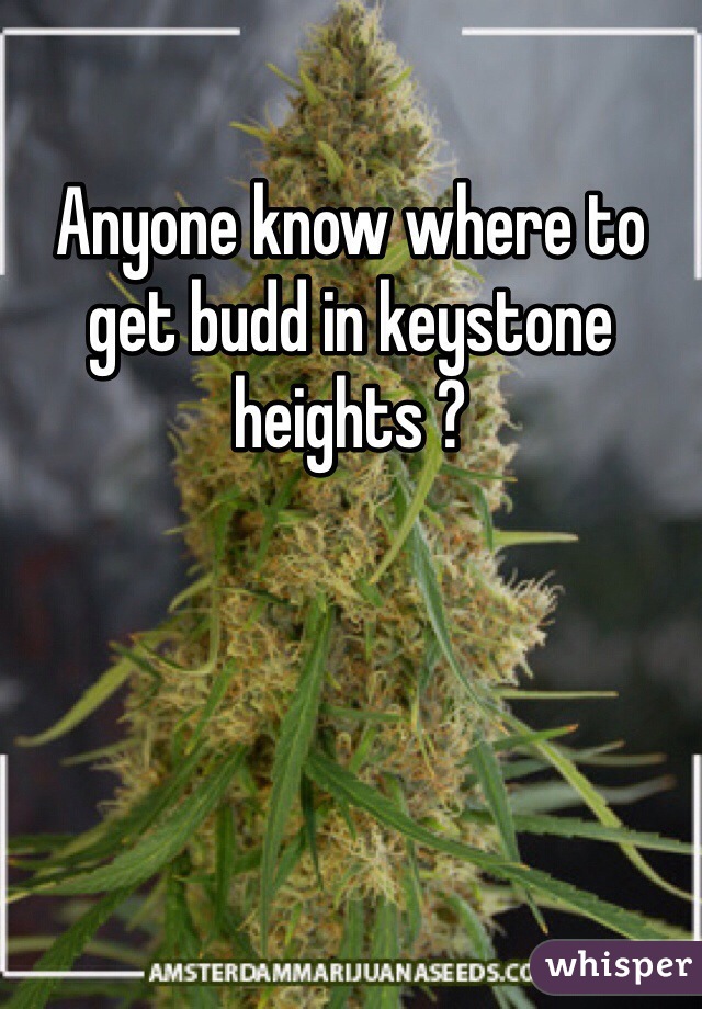 Anyone know where to get budd in keystone heights ? 