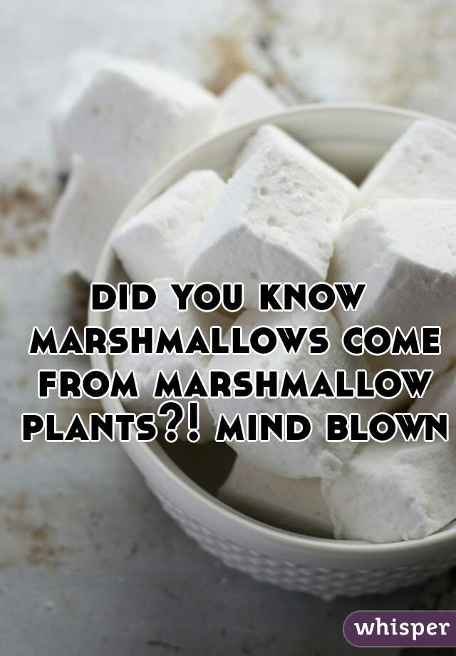 did you know marshmallows come from marshmallow plants?! mind blown.
