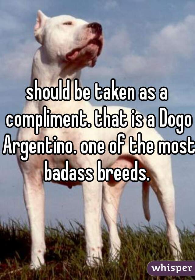 should be taken as a compliment. that is a Dogo Argentino. one of the most badass breeds. 