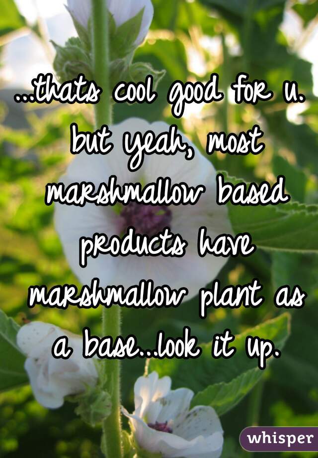 ...thats cool good for u. but yeah, most marshmallow based products have marshmallow plant as a base...look it up.