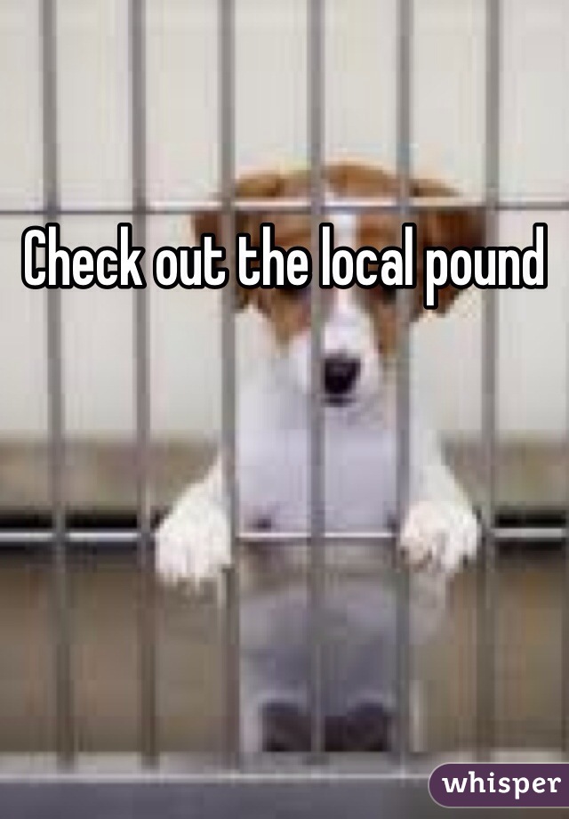 Check out the local pound 