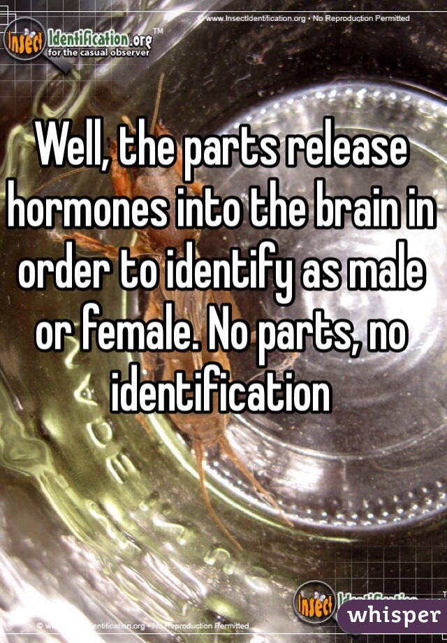 Well, the parts release hormones into the brain in order to identify as male or female. No parts, no identification 