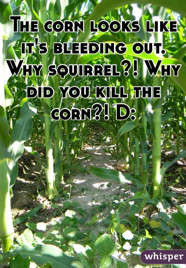 The corn looks like it's bleeding out. Why squirrel?! Why did you kill the corn?! D: