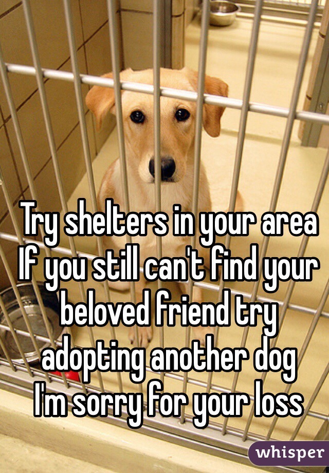 Try shelters in your area
If you still can't find your beloved friend try adopting another dog
I'm sorry for your loss