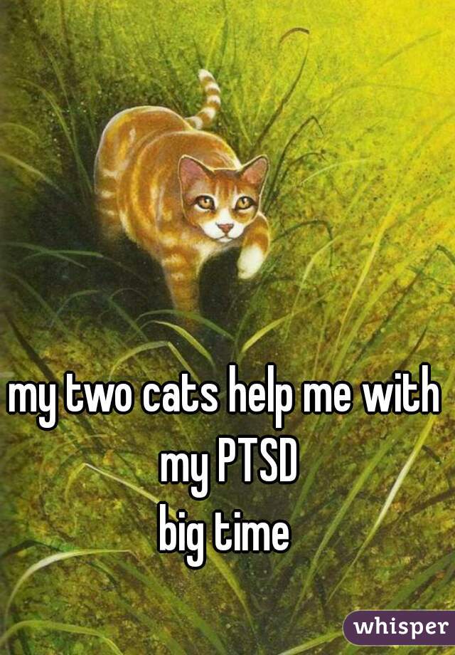 my two cats help me with my PTSD
big time