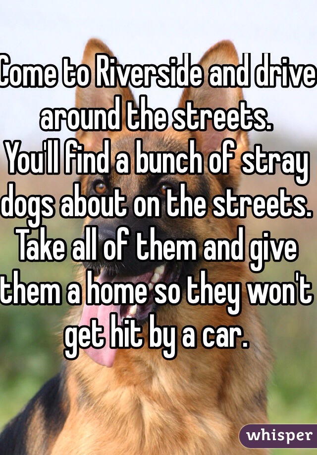 Come to Riverside and drive around the streets. 
You'll find a bunch of stray dogs about on the streets. 
Take all of them and give them a home so they won't get hit by a car. 