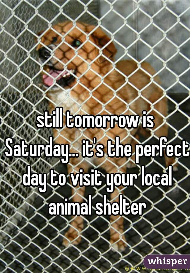still tomorrow is Saturday... it's the perfect day to visit your local animal shelter