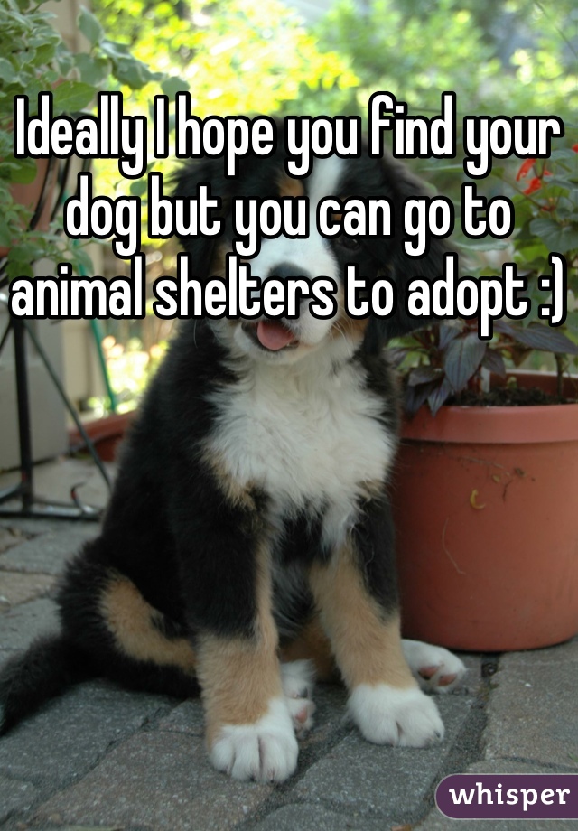 Ideally I hope you find your dog but you can go to animal shelters to adopt :)