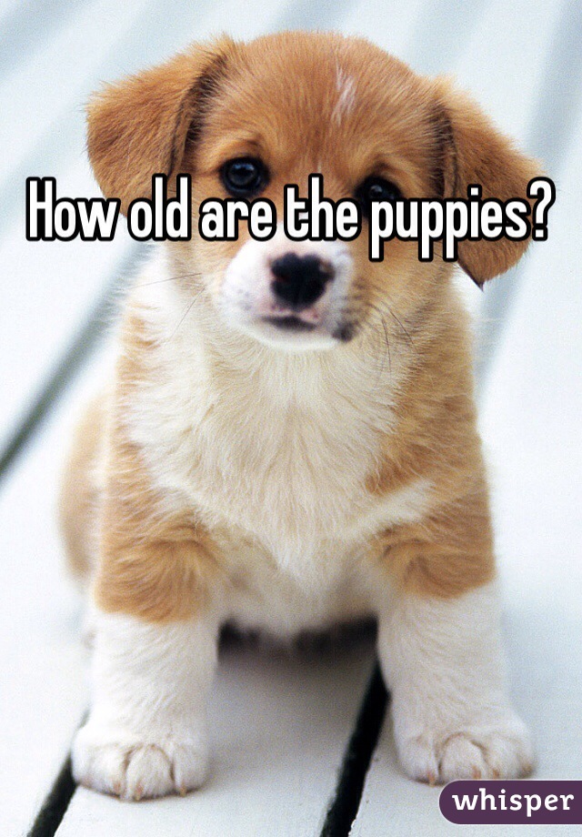 How old are the puppies?