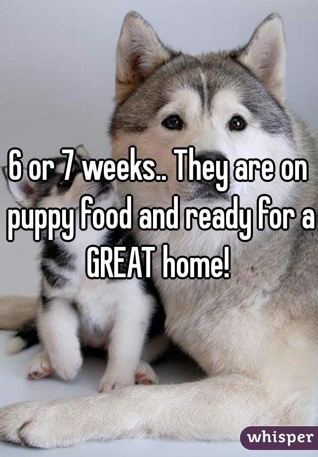 6 or 7 weeks.. They are on puppy food and ready for a GREAT home! 