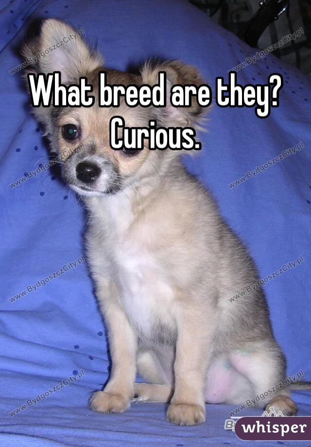 What breed are they? Curious.