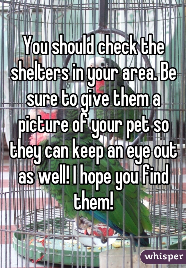 You should check the shelters in your area. Be sure to give them a picture of your pet so they can keep an eye out as well! I hope you find them!