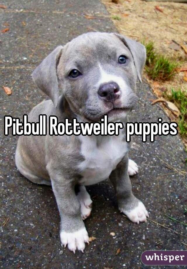 Pitbull Rottweiler puppies 