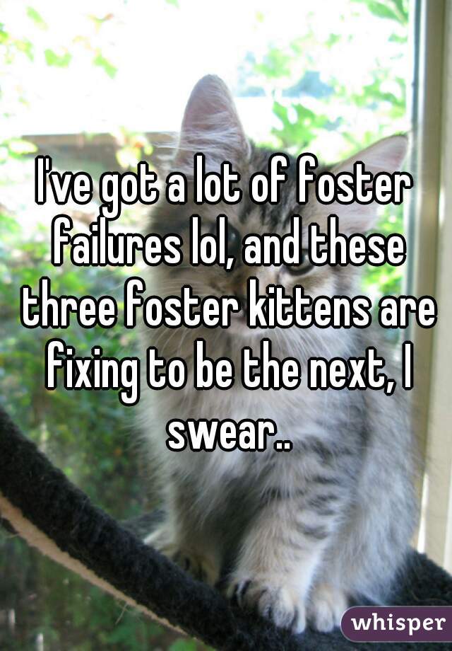 I've got a lot of foster failures lol, and these three foster kittens are fixing to be the next, I swear..