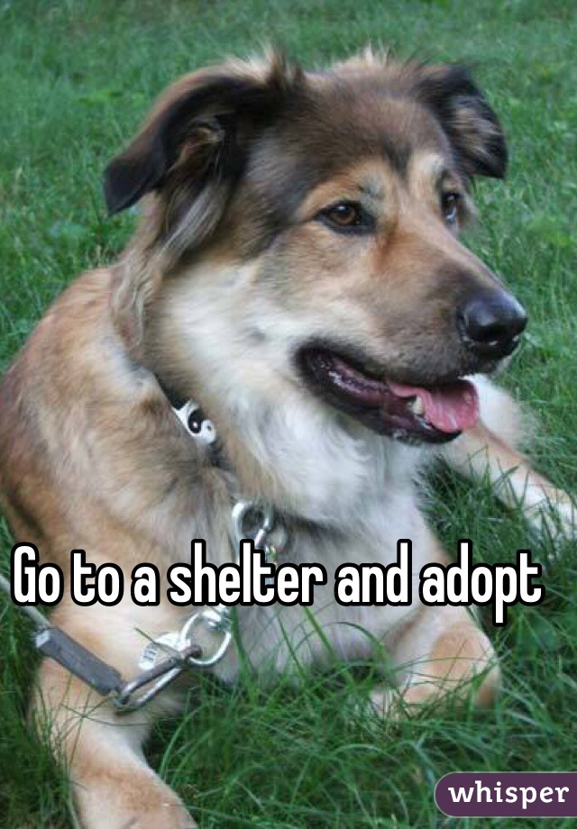 Go to a shelter and adopt