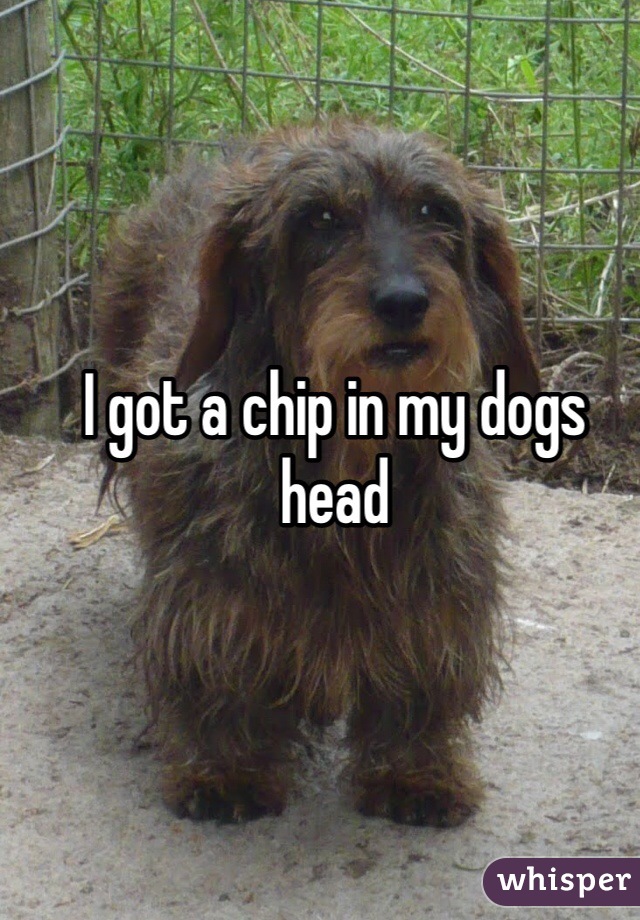 I got a chip in my dogs head 
