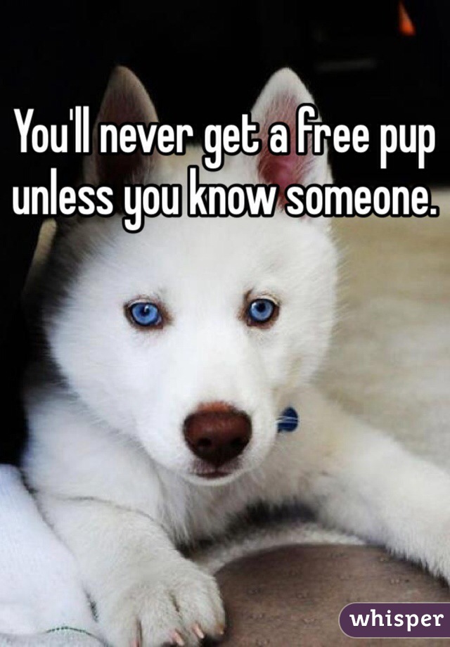 You'll never get a free pup unless you know someone. 