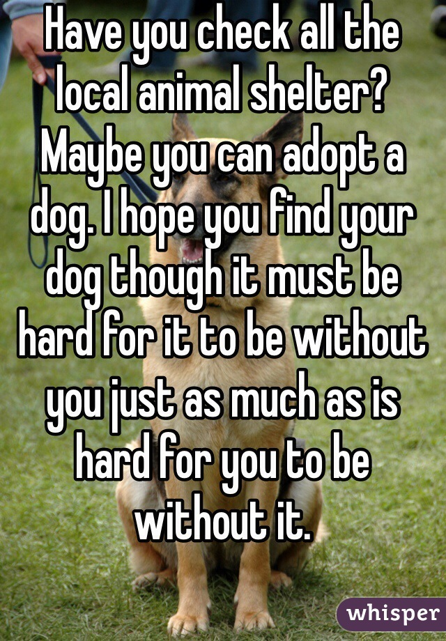 Have you check all the local animal shelter? Maybe you can adopt a dog. I hope you find your dog though it must be hard for it to be without you just as much as is hard for you to be without it.